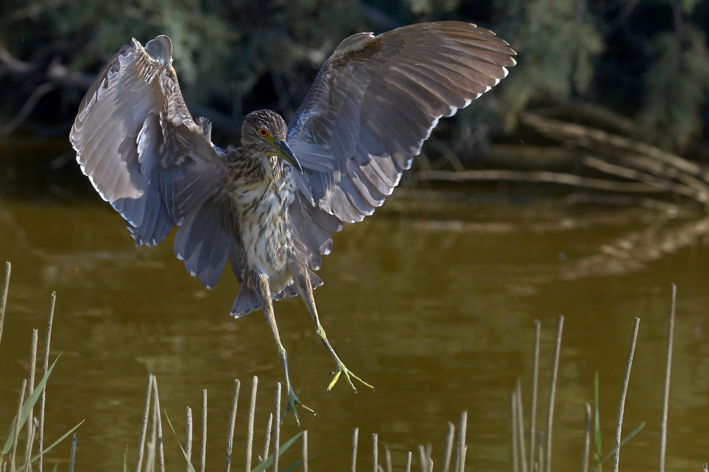 young night heron