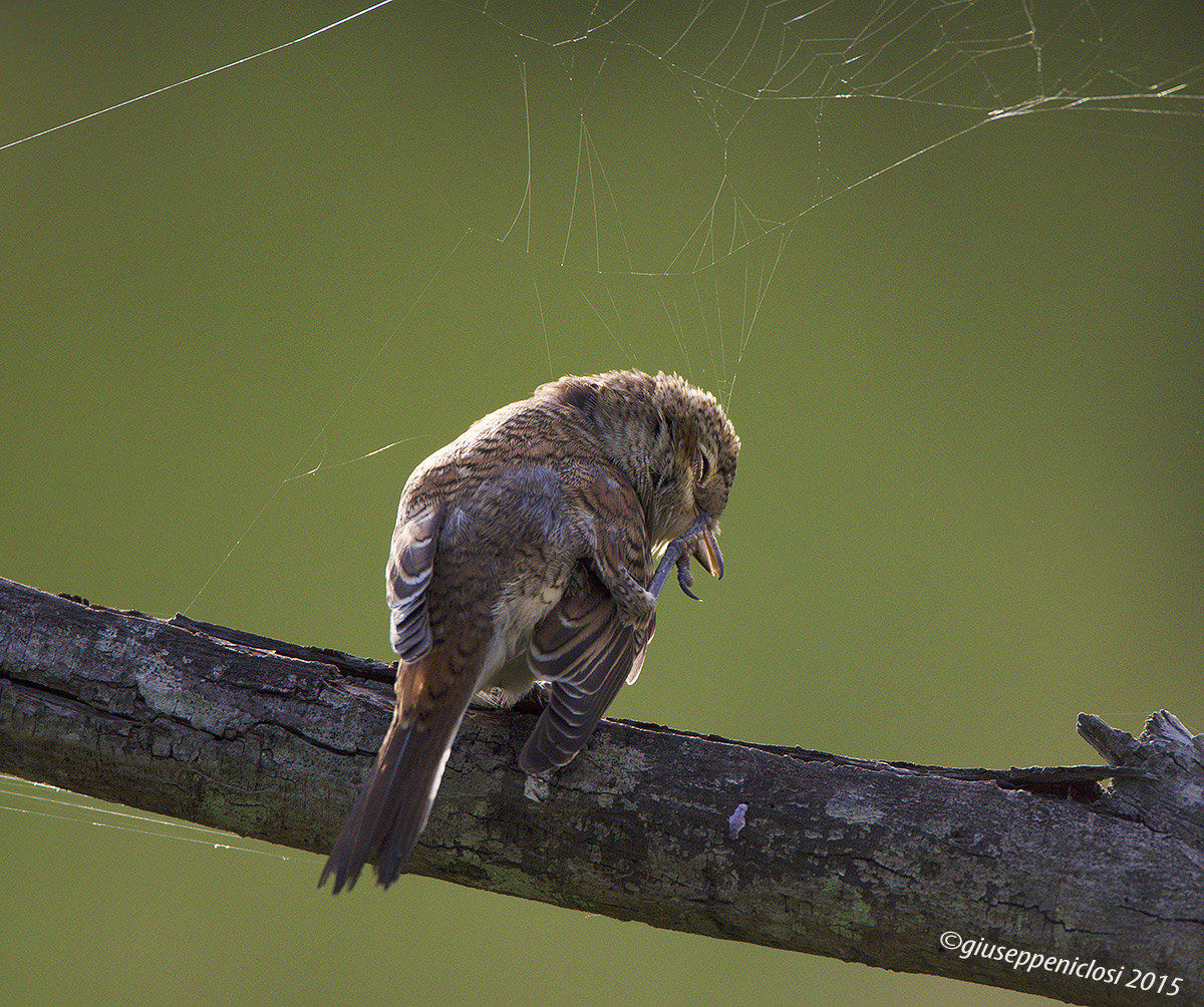 I hate the cobwebs - backed Shrike -