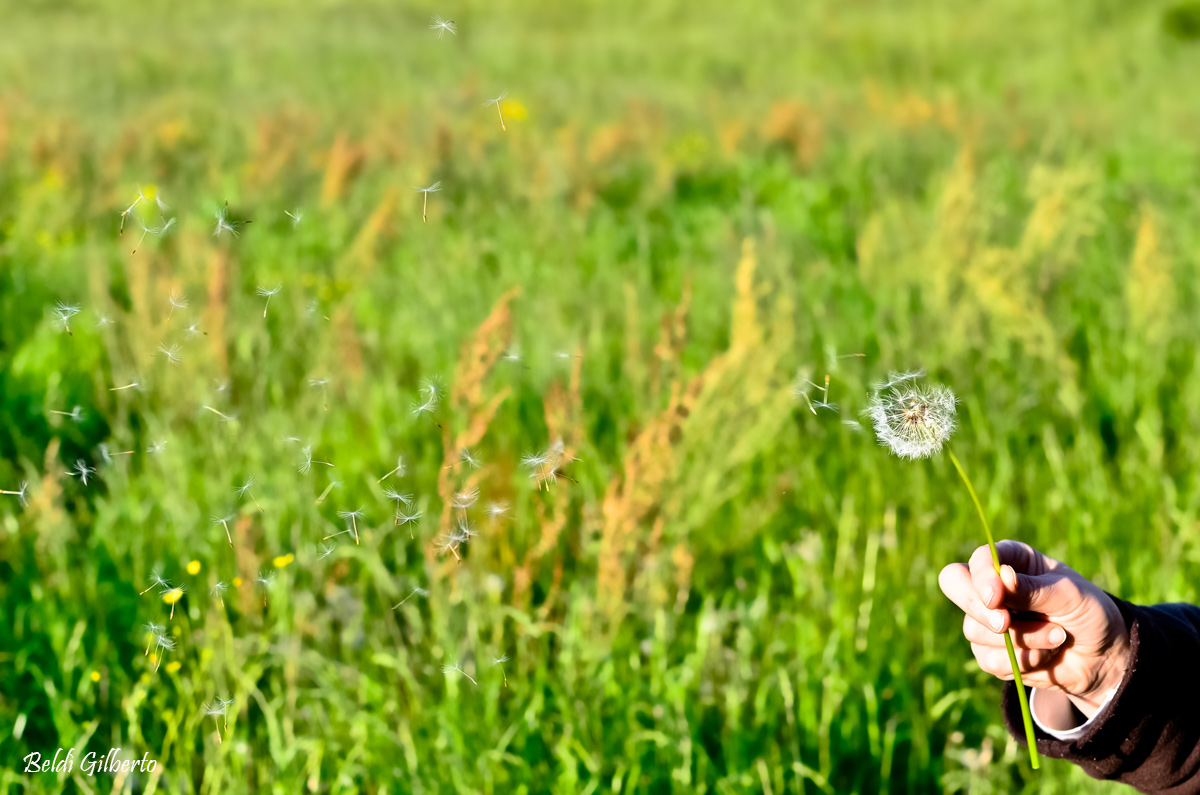 A breath of air - Taraxacum Stardust