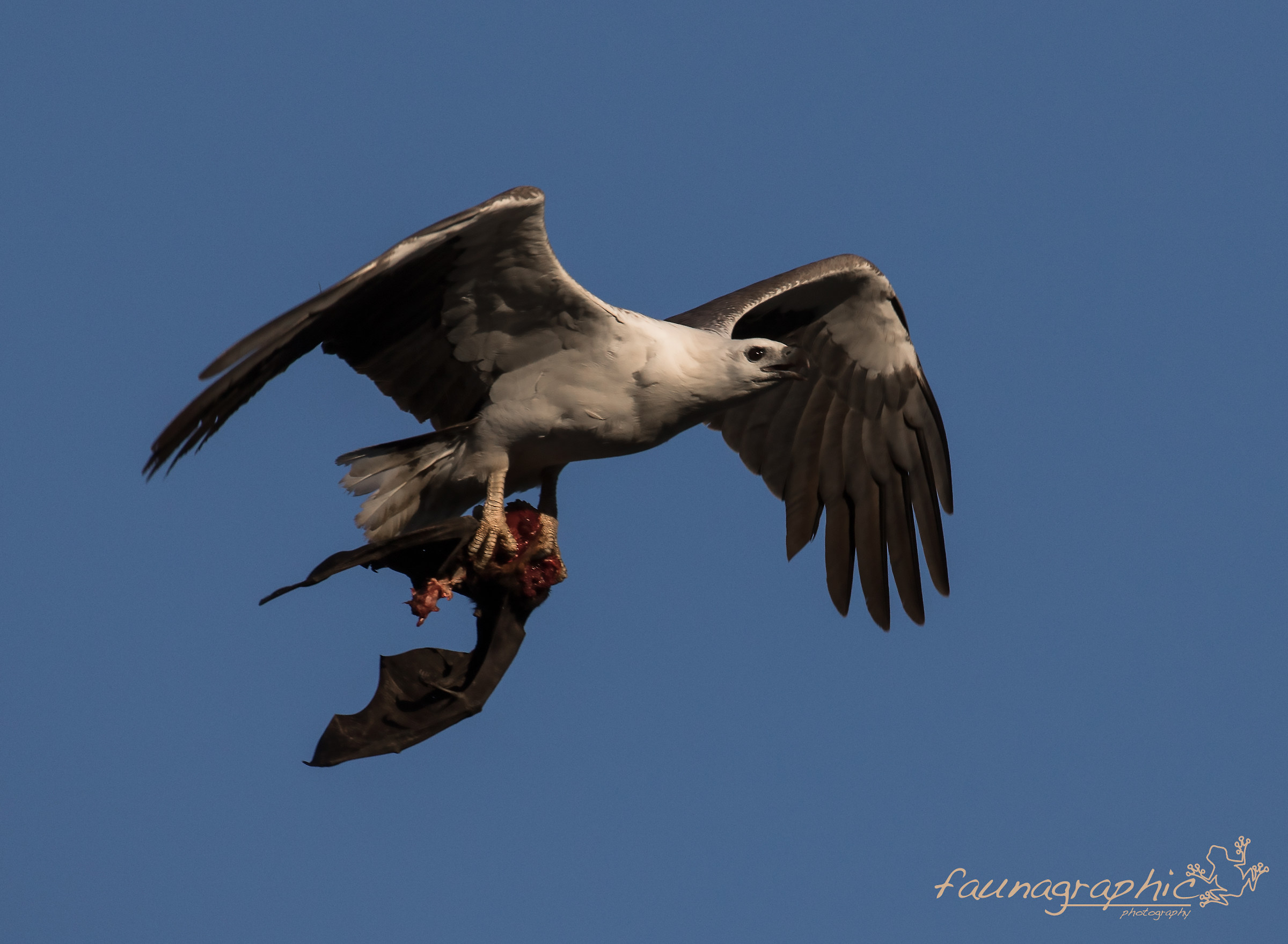 White Bellied Sea Eagle with Bat