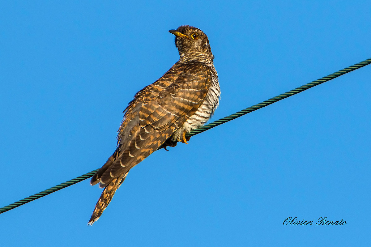 Female cuckoo (Cuculus canorus)