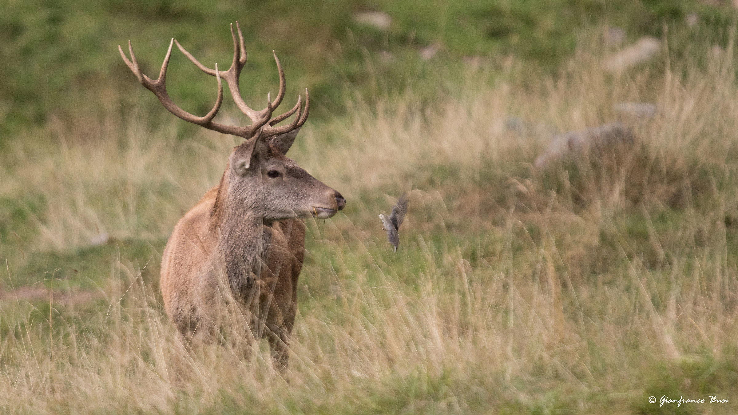 But who are you !!!!