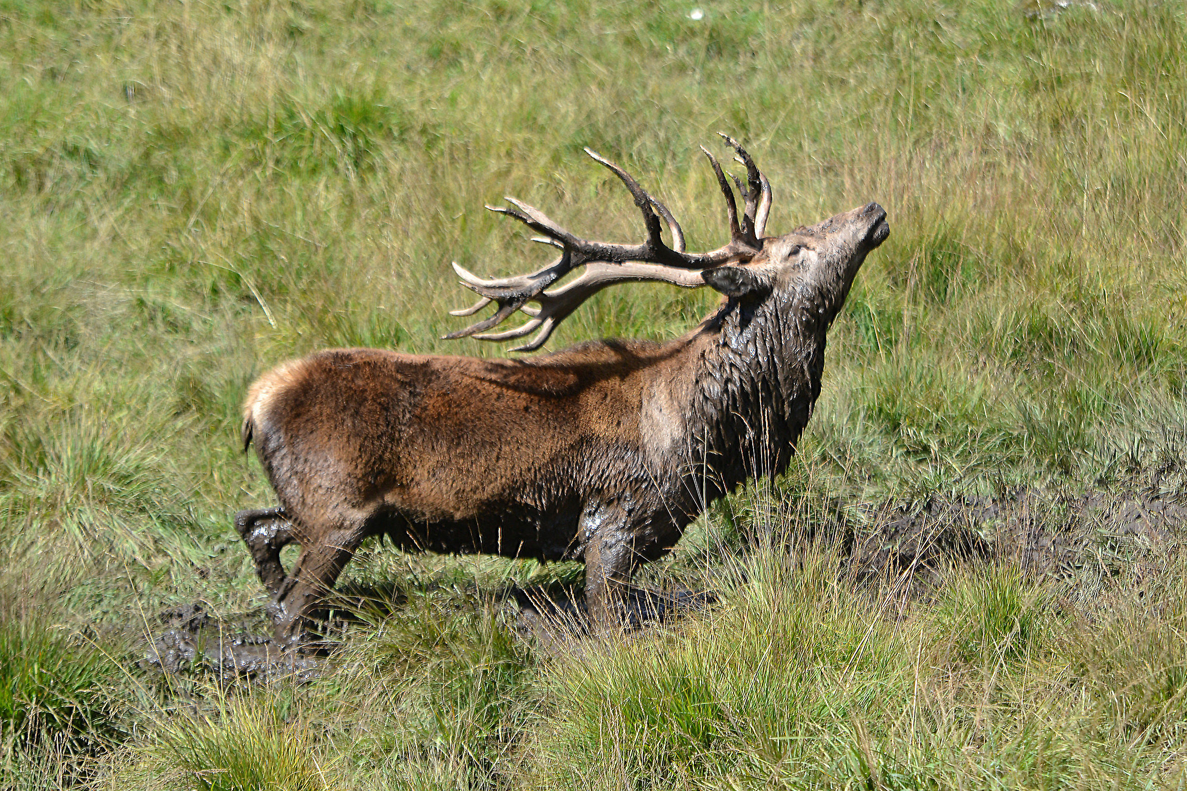 Val di Funes - Male breeding season