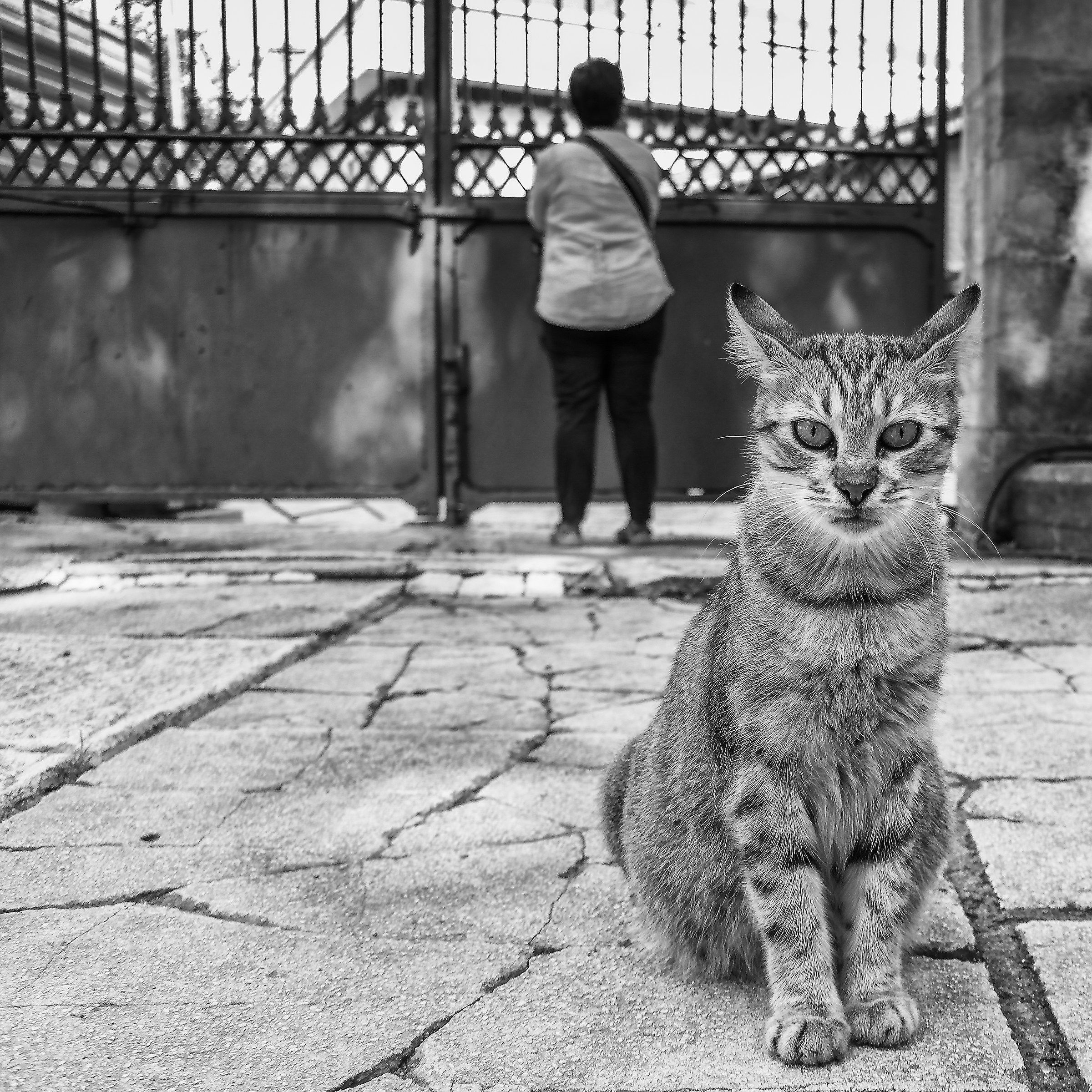 L'uomo e il gatto...