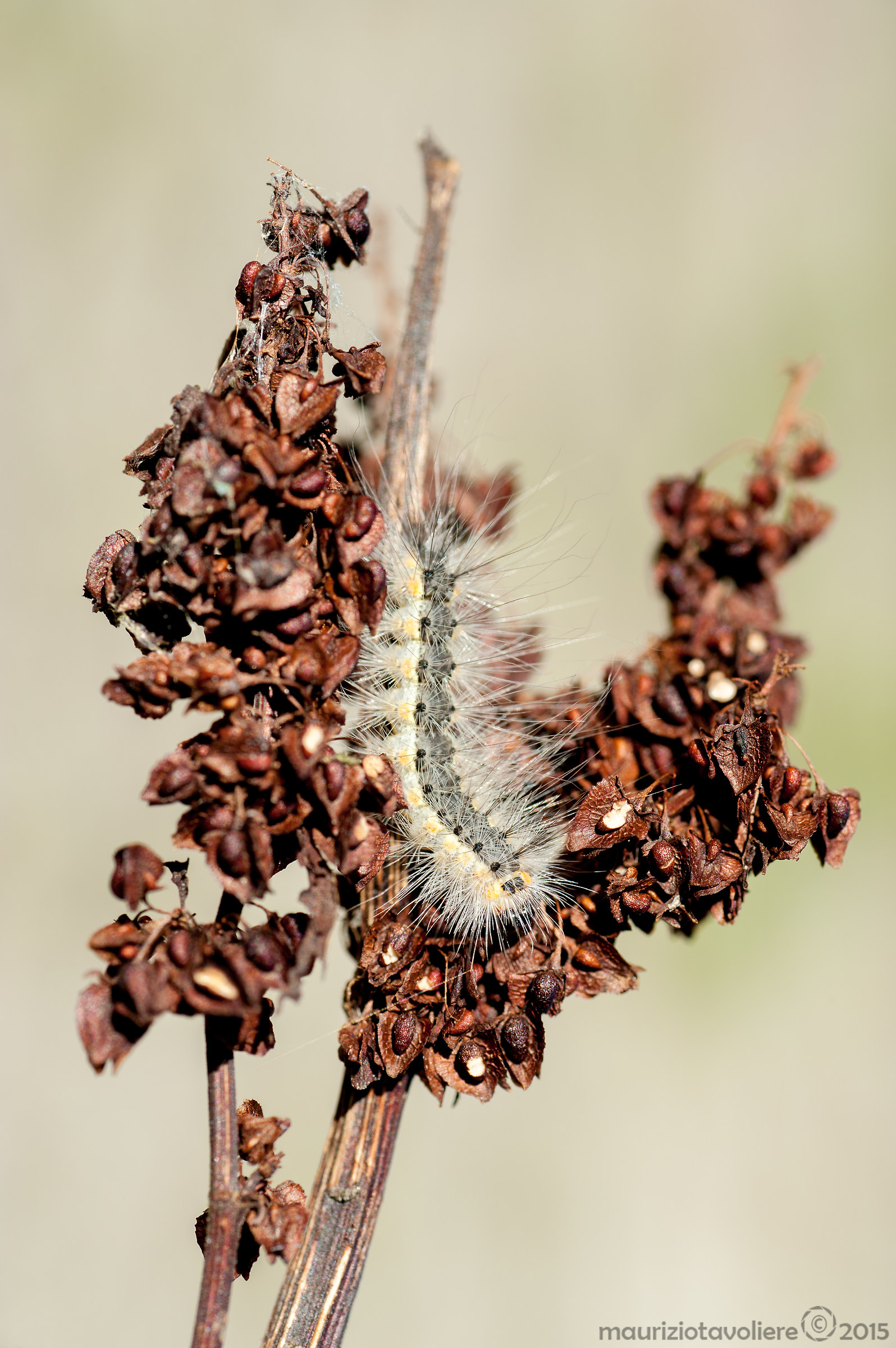 The white caterpillar ..