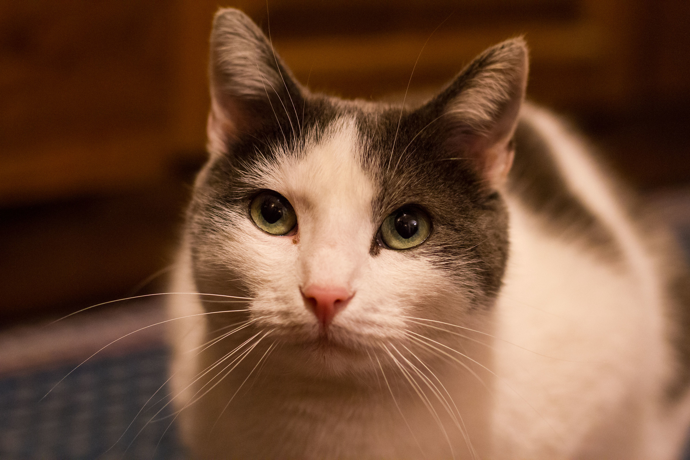 Cenere, la mia gattina