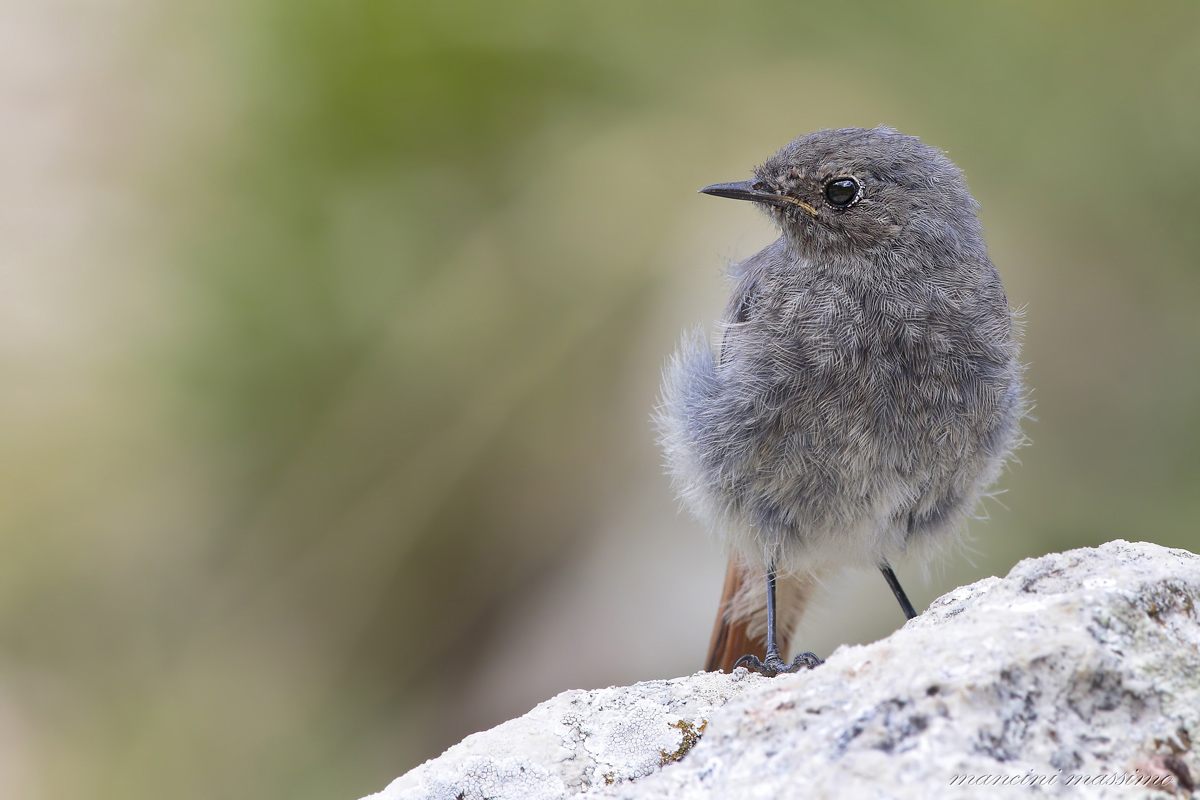 young redstart