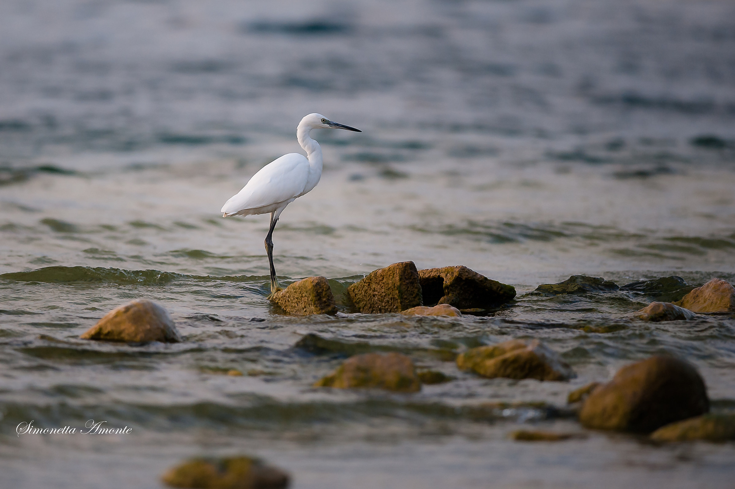 egretta egret