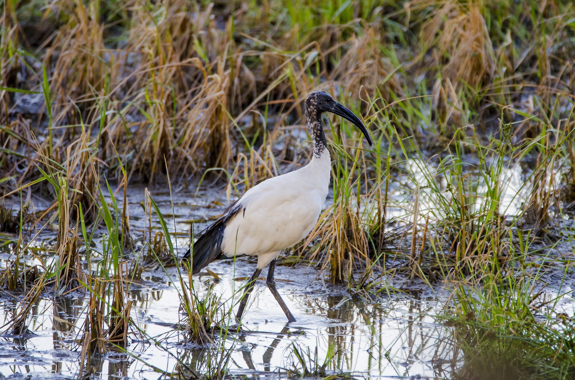 Sacred Ibis Po Delta