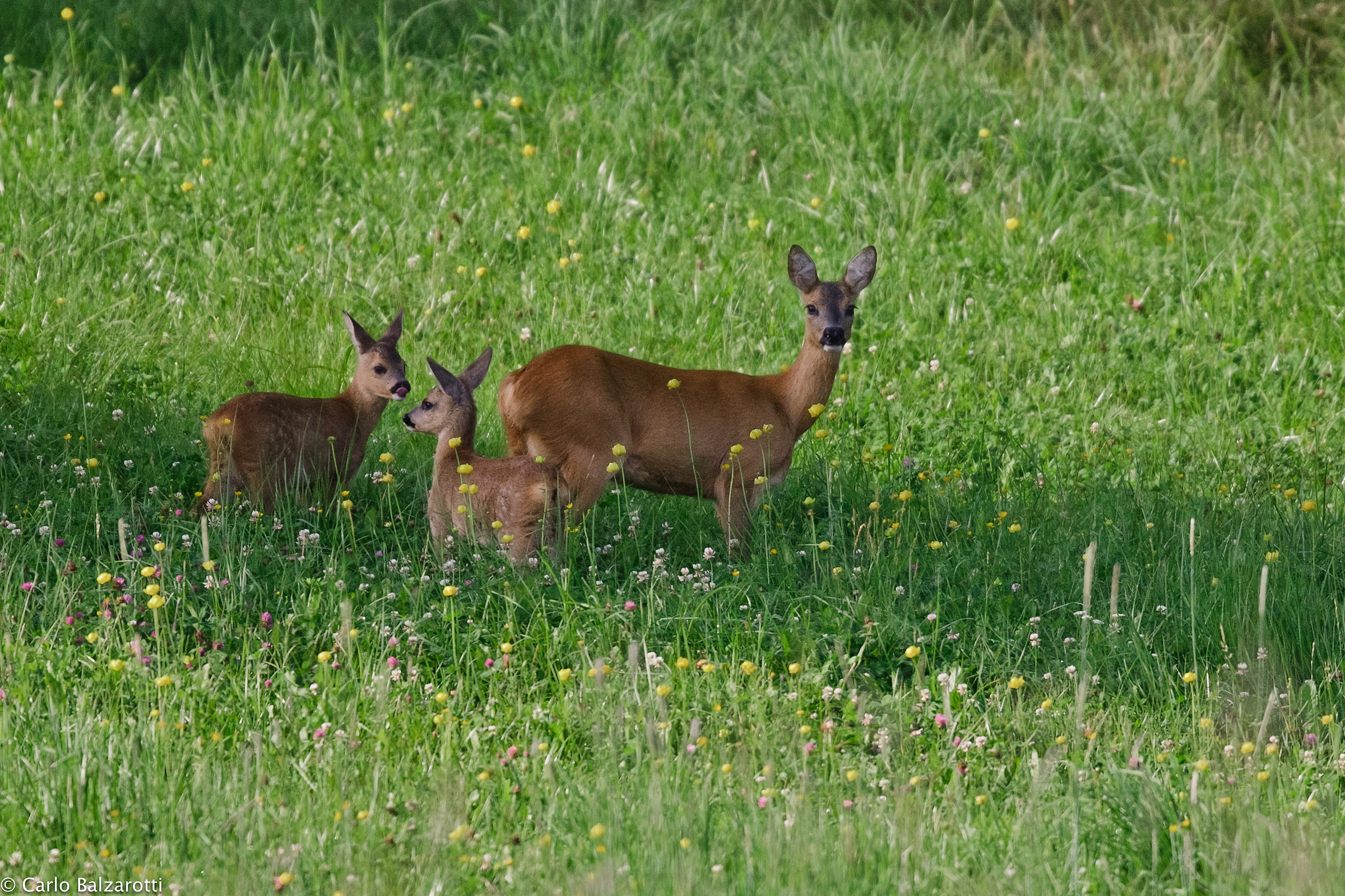 Family at 'shade of a pine