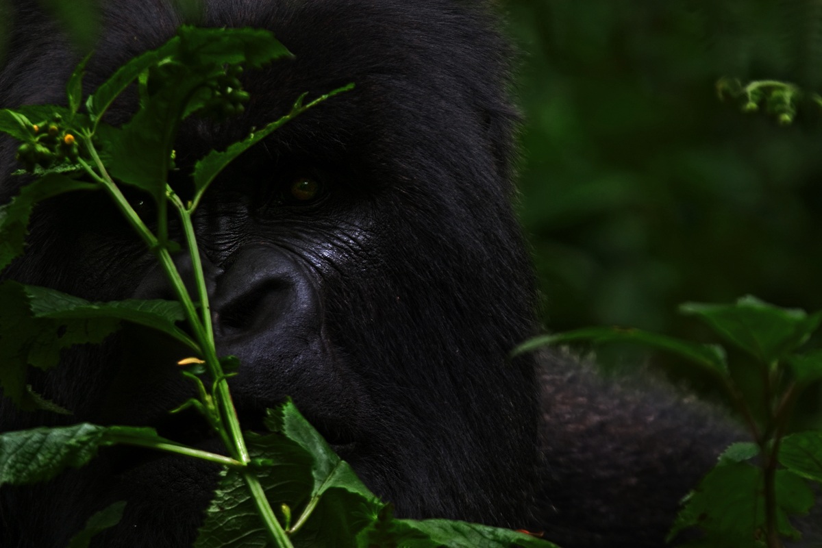 Hiding in the leaves