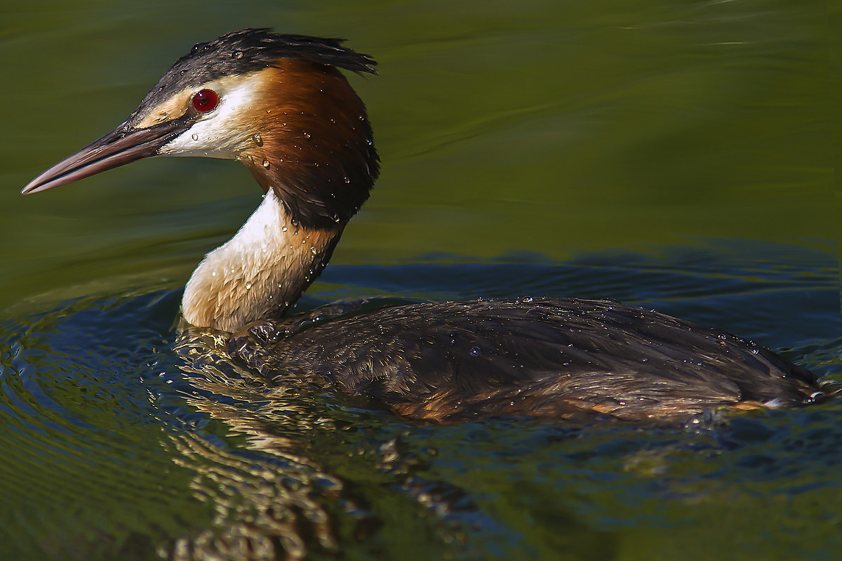 great crested grebe
