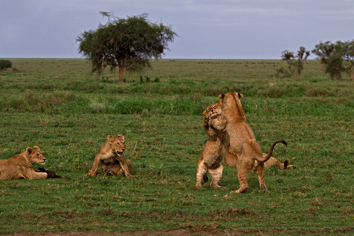 Do you wanna dance??