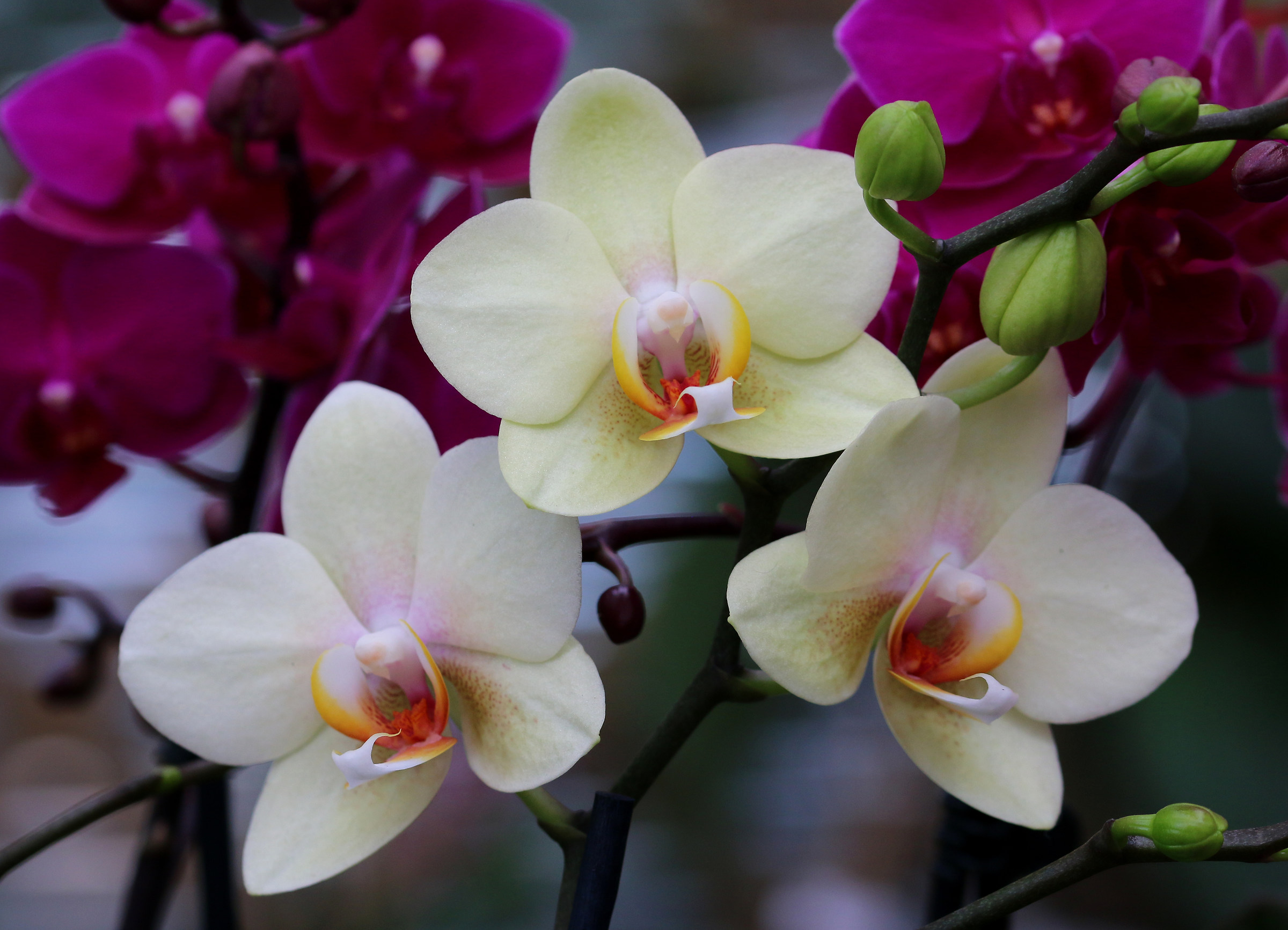 orchid