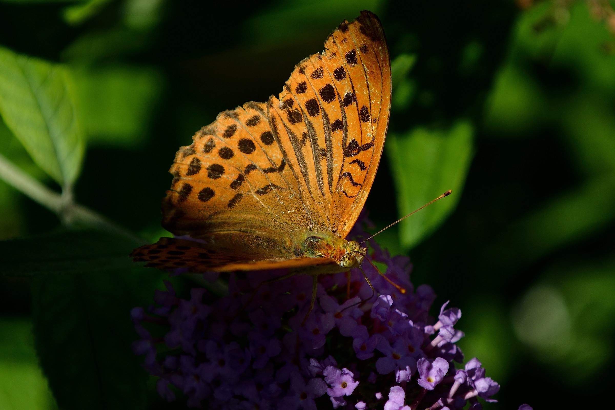 Argynnis adippe