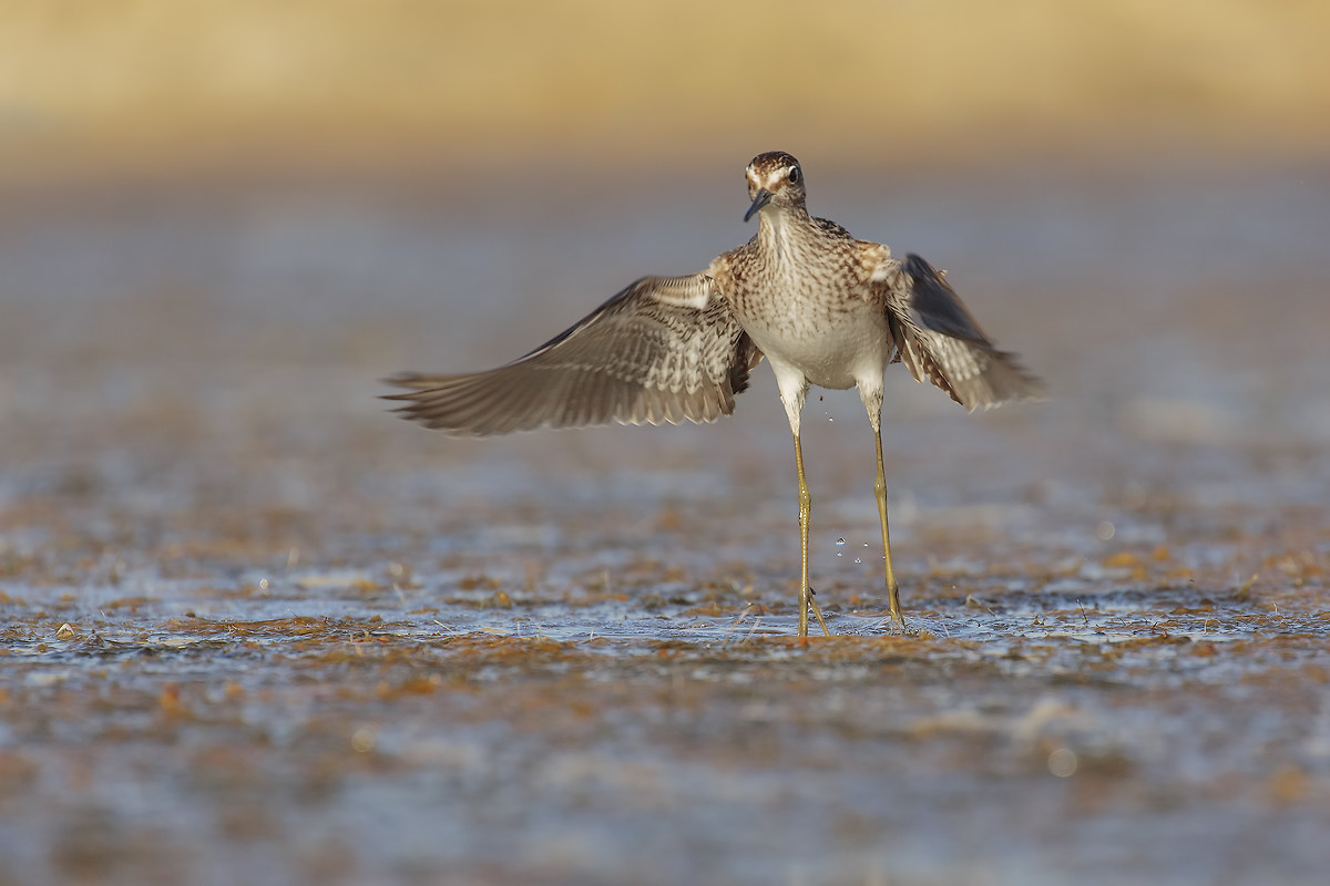 Piro piro boschereccio