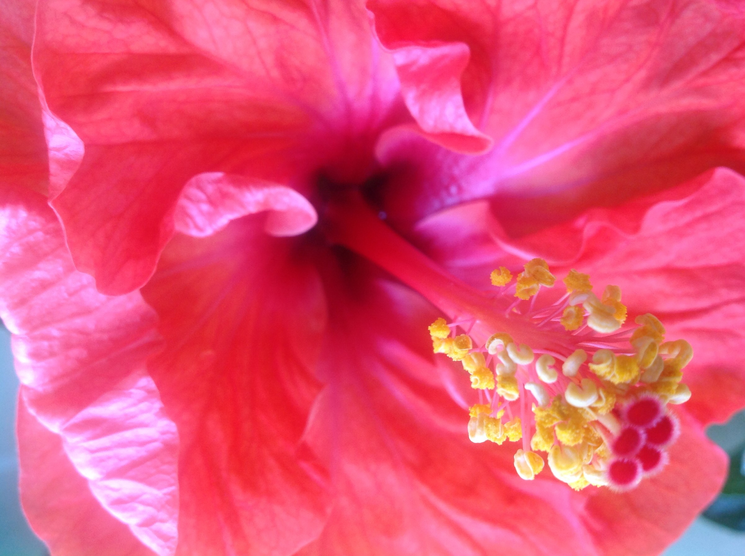 Hibiscus fragilis
