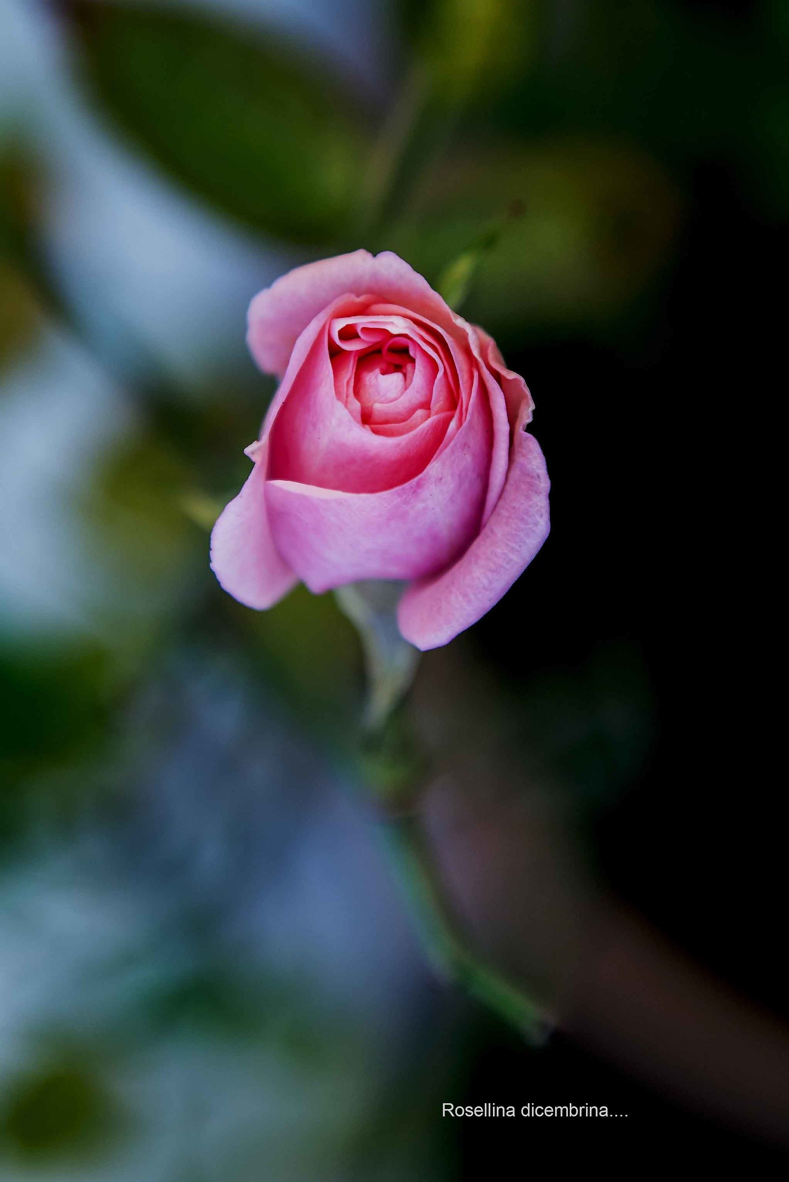 Rosellina Dicembrino