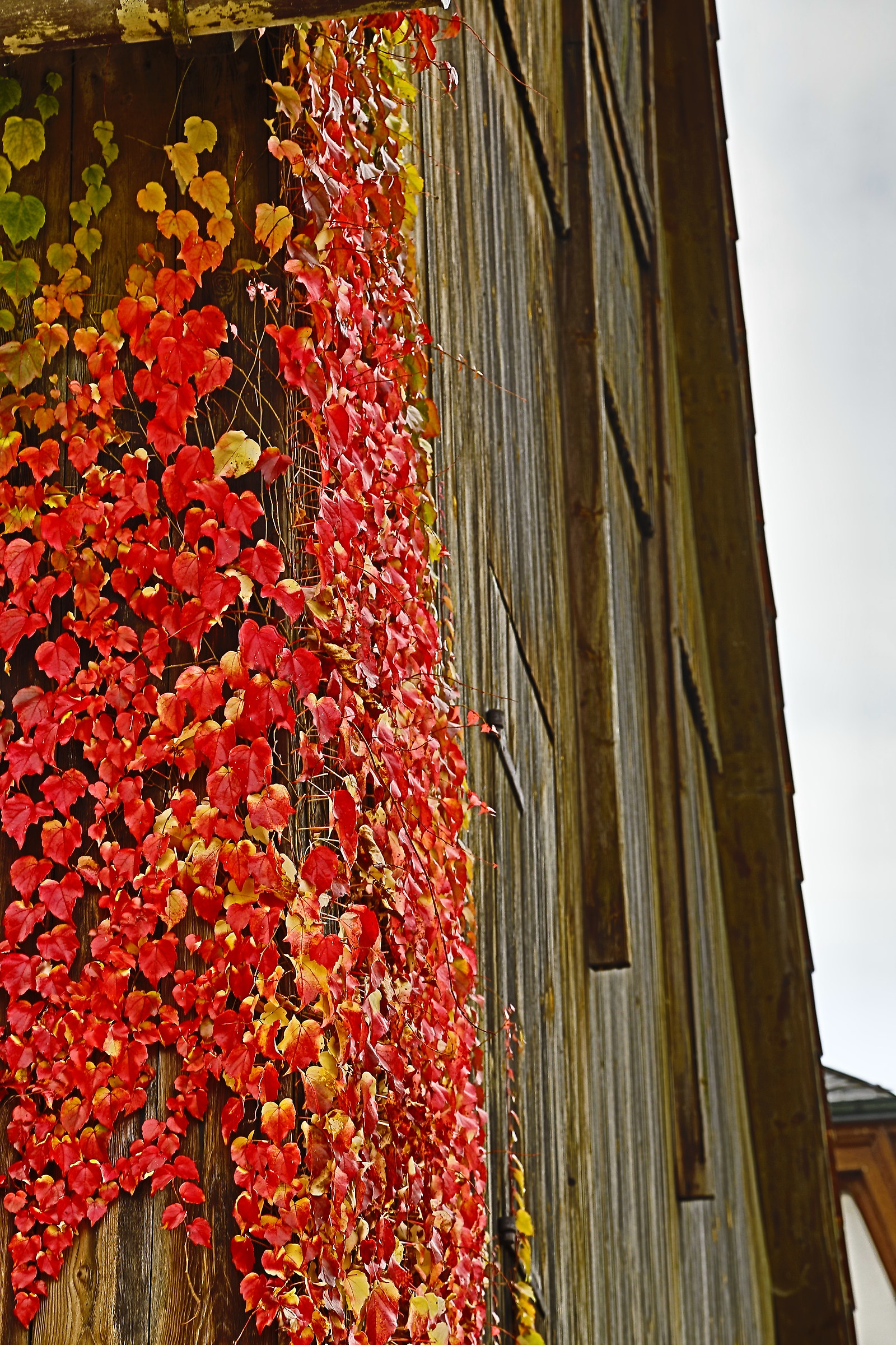 In attesa dell' autunno