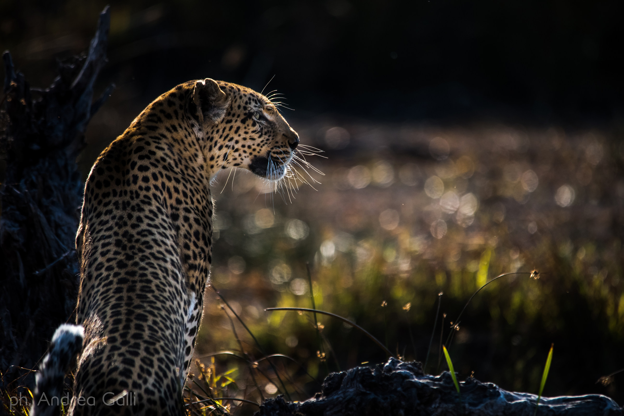 female leopard