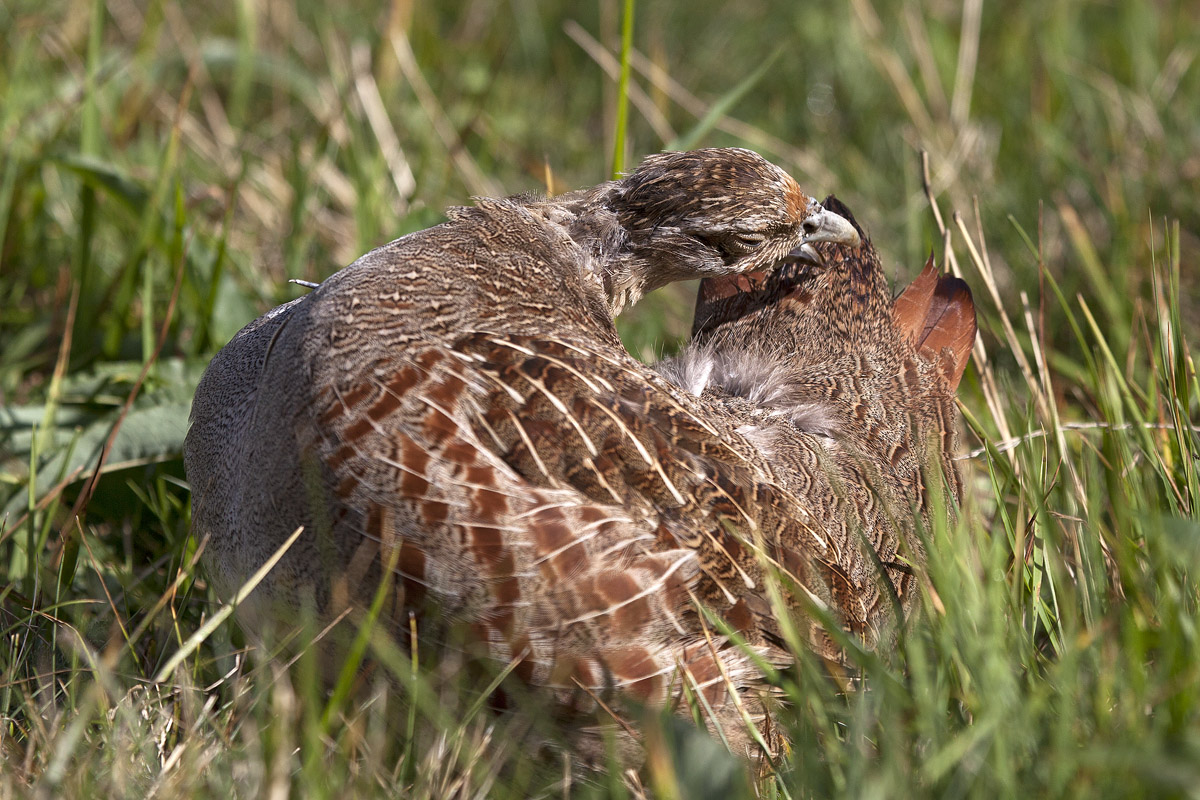 Partridge - Cleaning feathers
