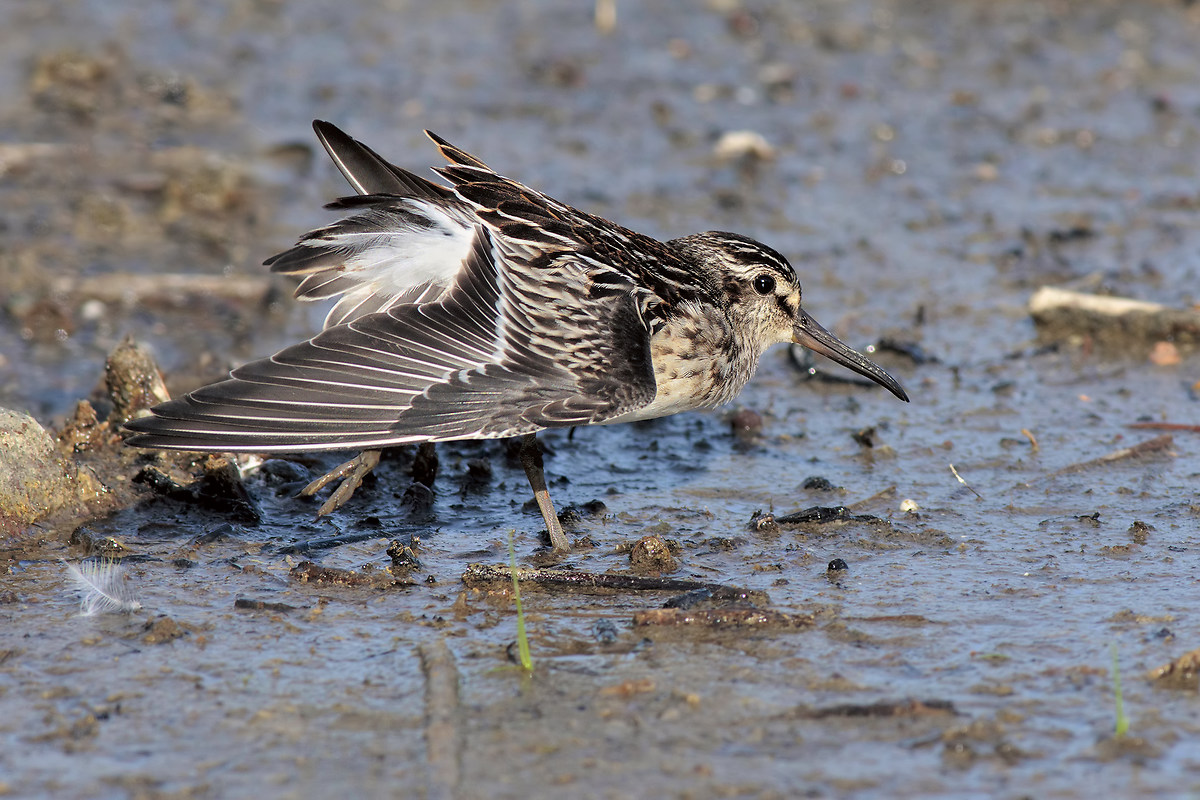 Broad-billed sandpiper
