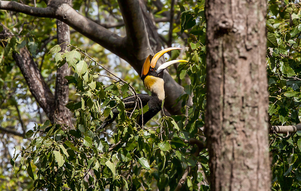 Grande Hornbill