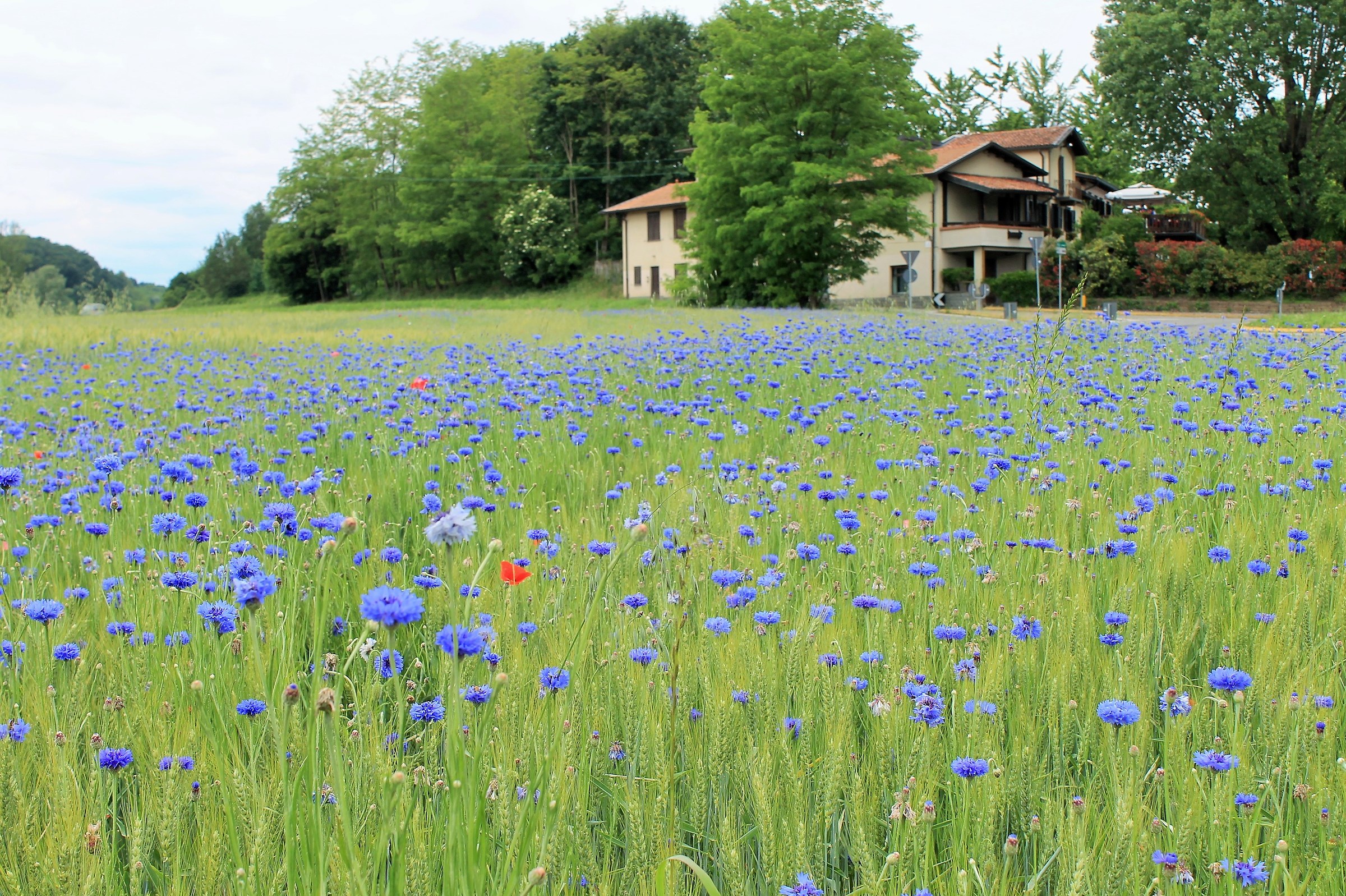 Ritorno dei fiordalisi