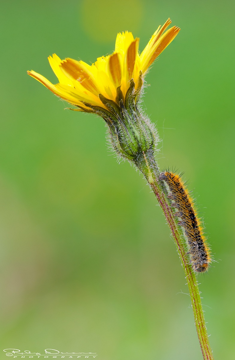 I do not like this flower