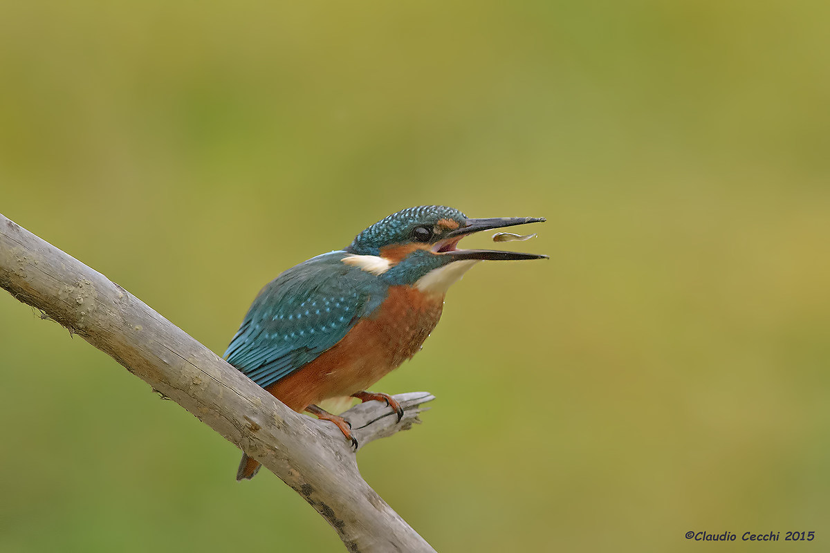 Martino con pesce al volo