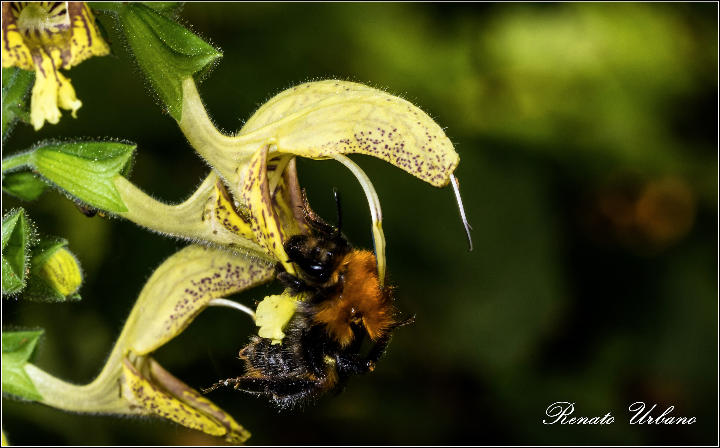 Snapdragon - collecting nectar