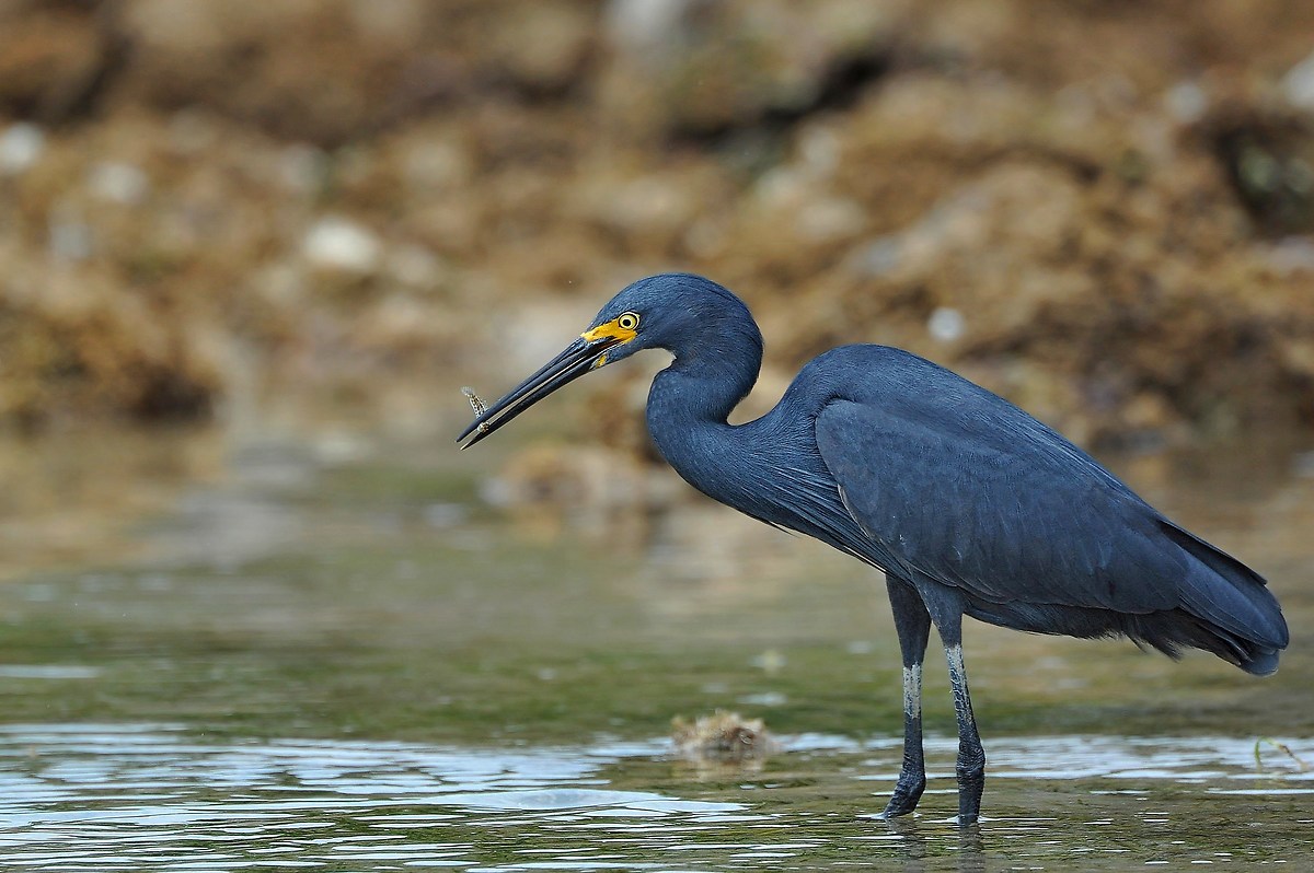 Egret Madagascar