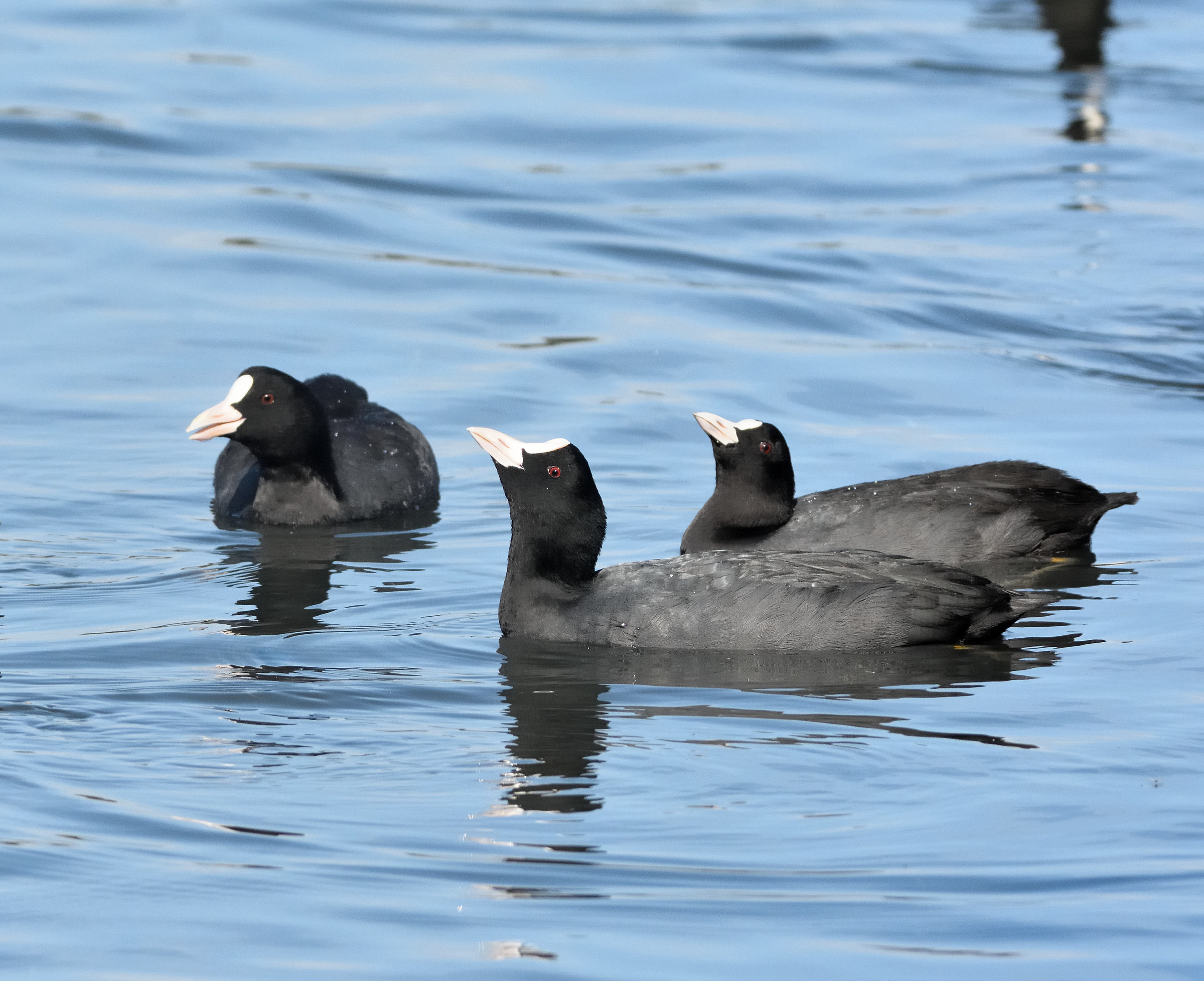 Coots