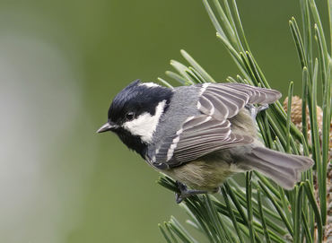 Parus cinereus