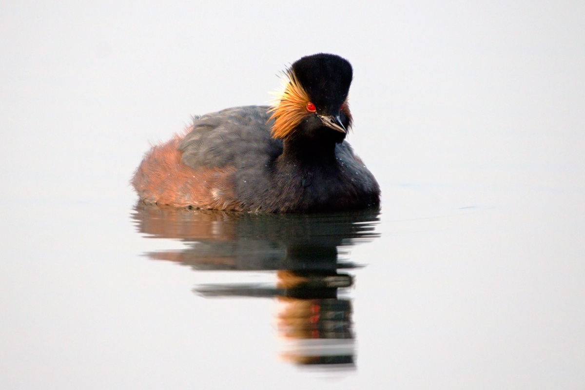 Svasso Piccolo (Podiceps nigricollis)