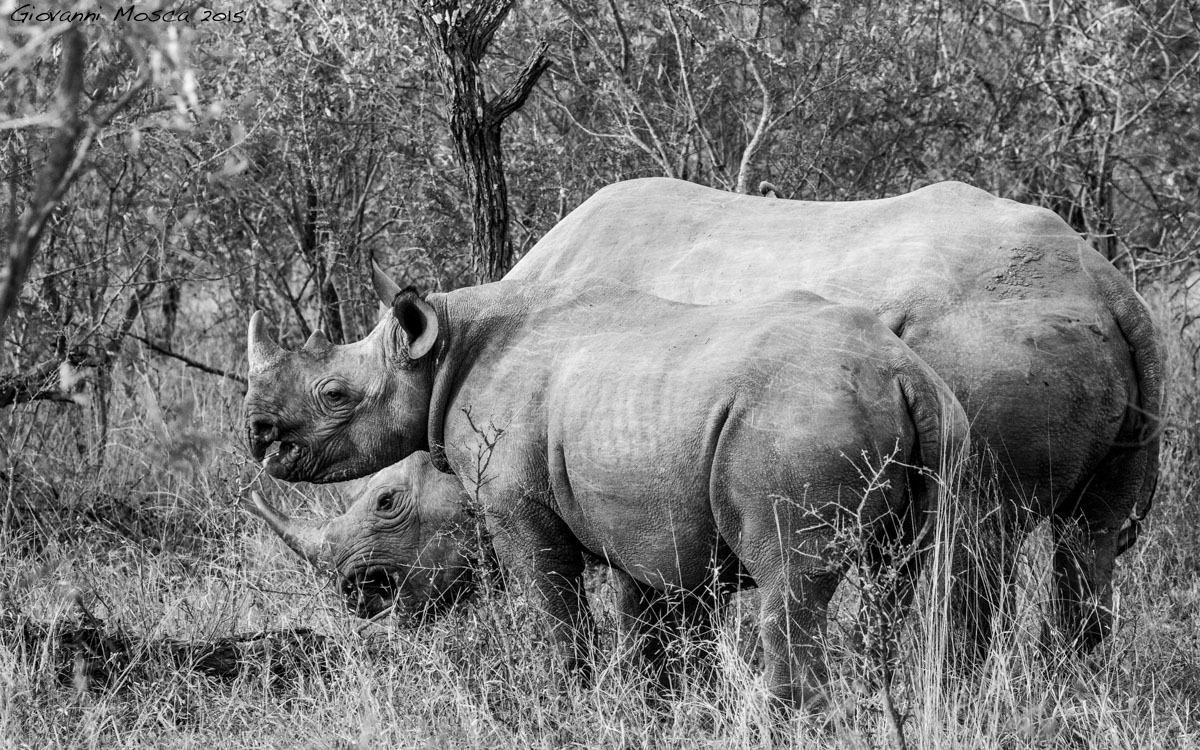 Save the Black Rhino!