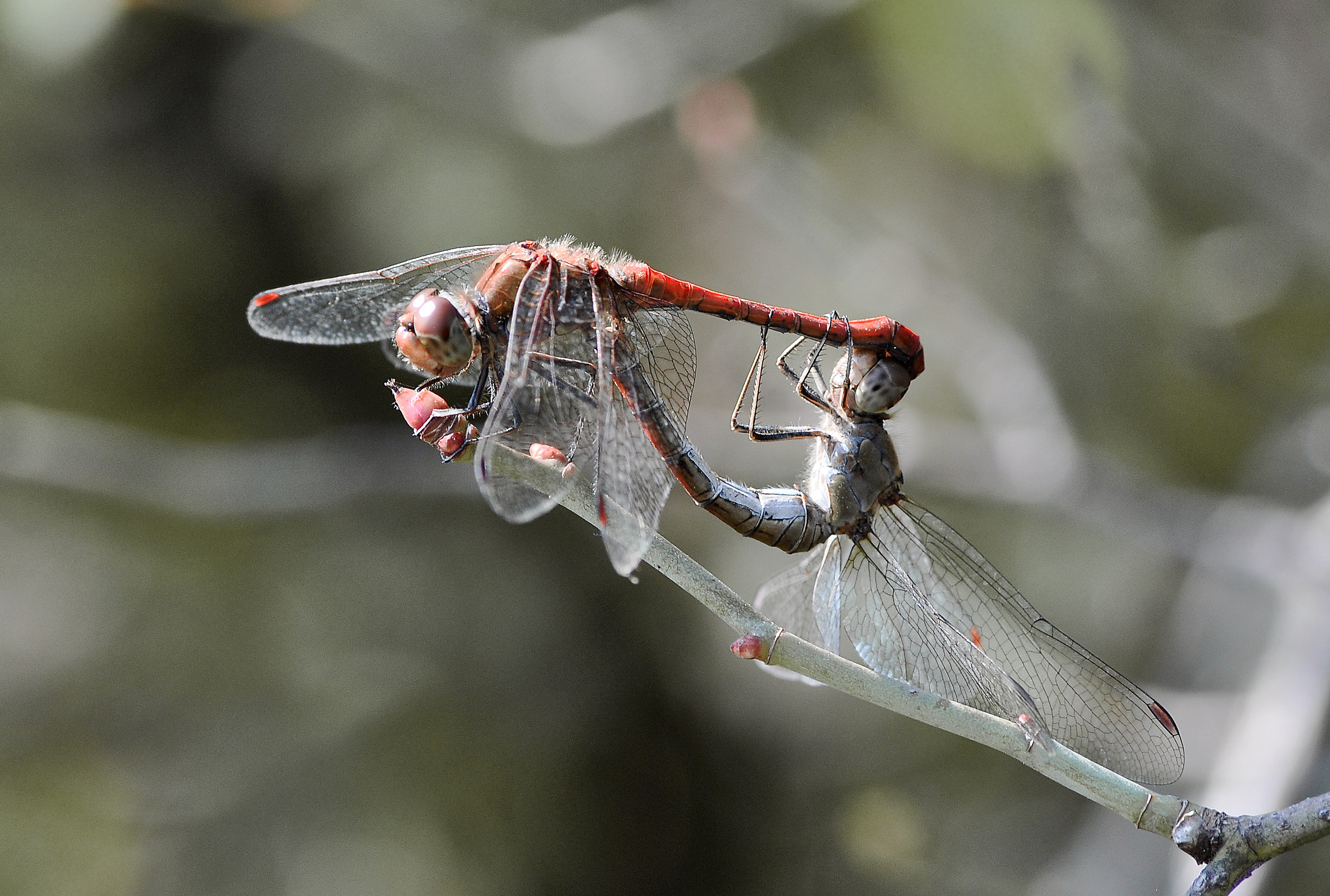 dragonflies