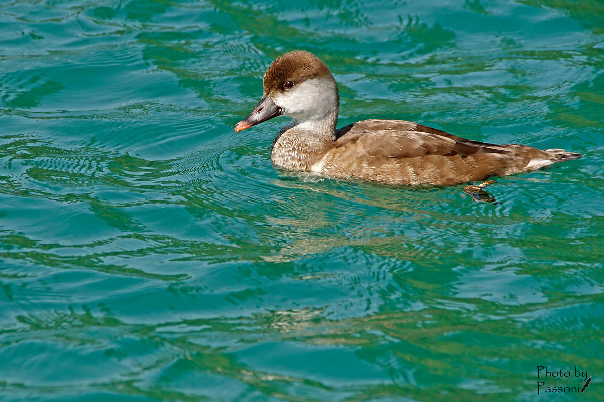 Fistione Turco Femmina!
