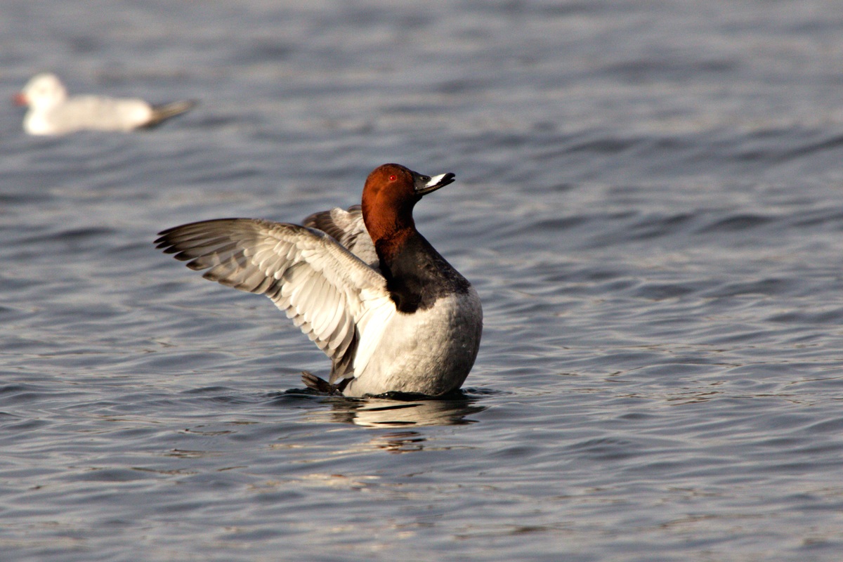 Moriglione (Aythya Ferina)