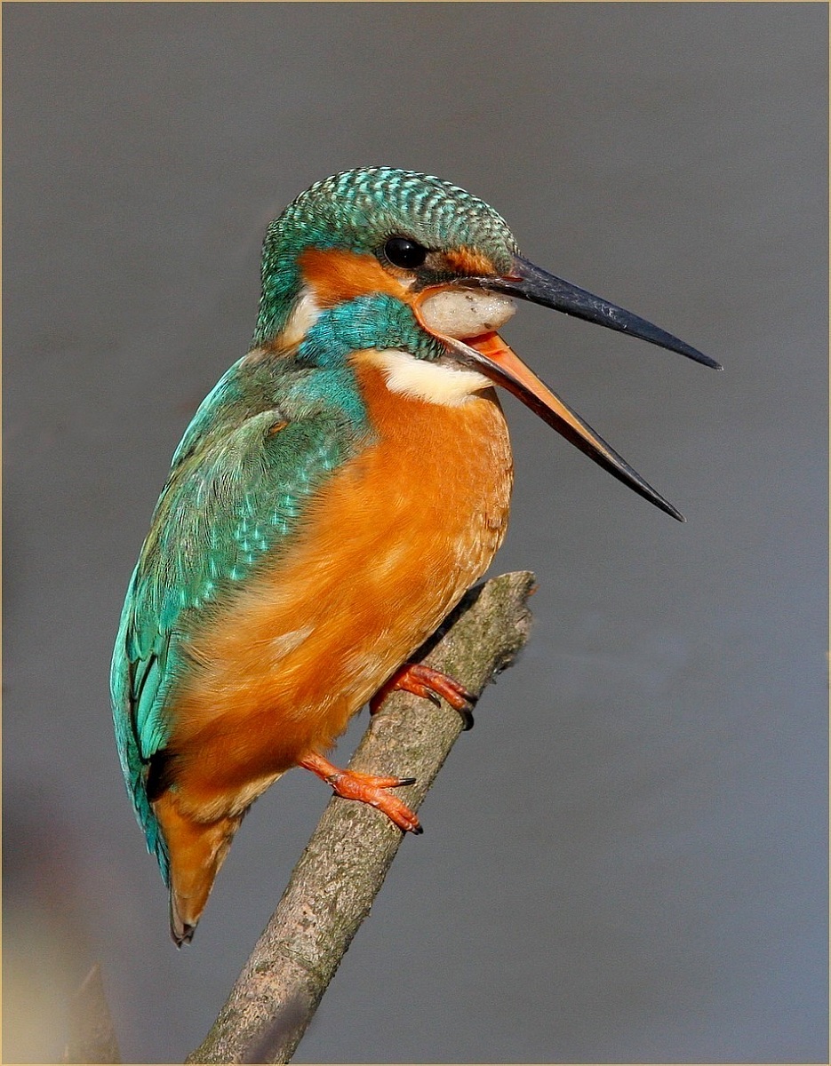 martin,,P,, mangiato troppo,,,,