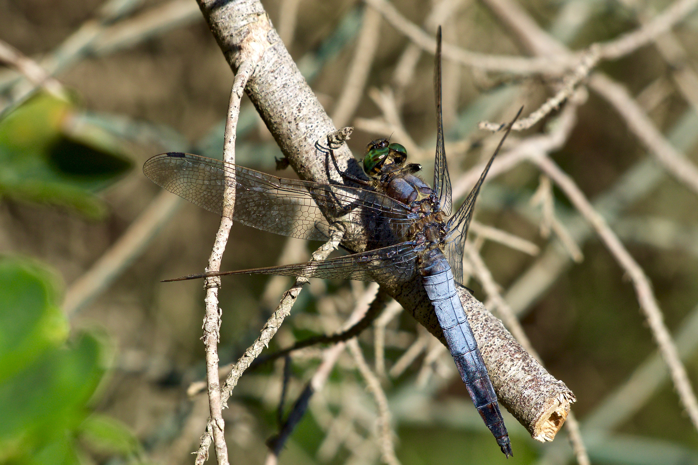 Orthetrum coerulescens