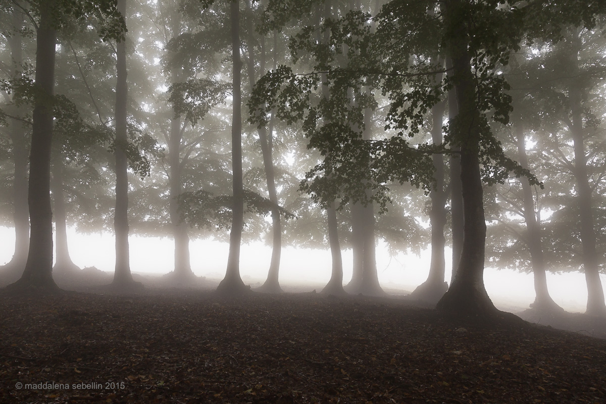 First mists of autumn