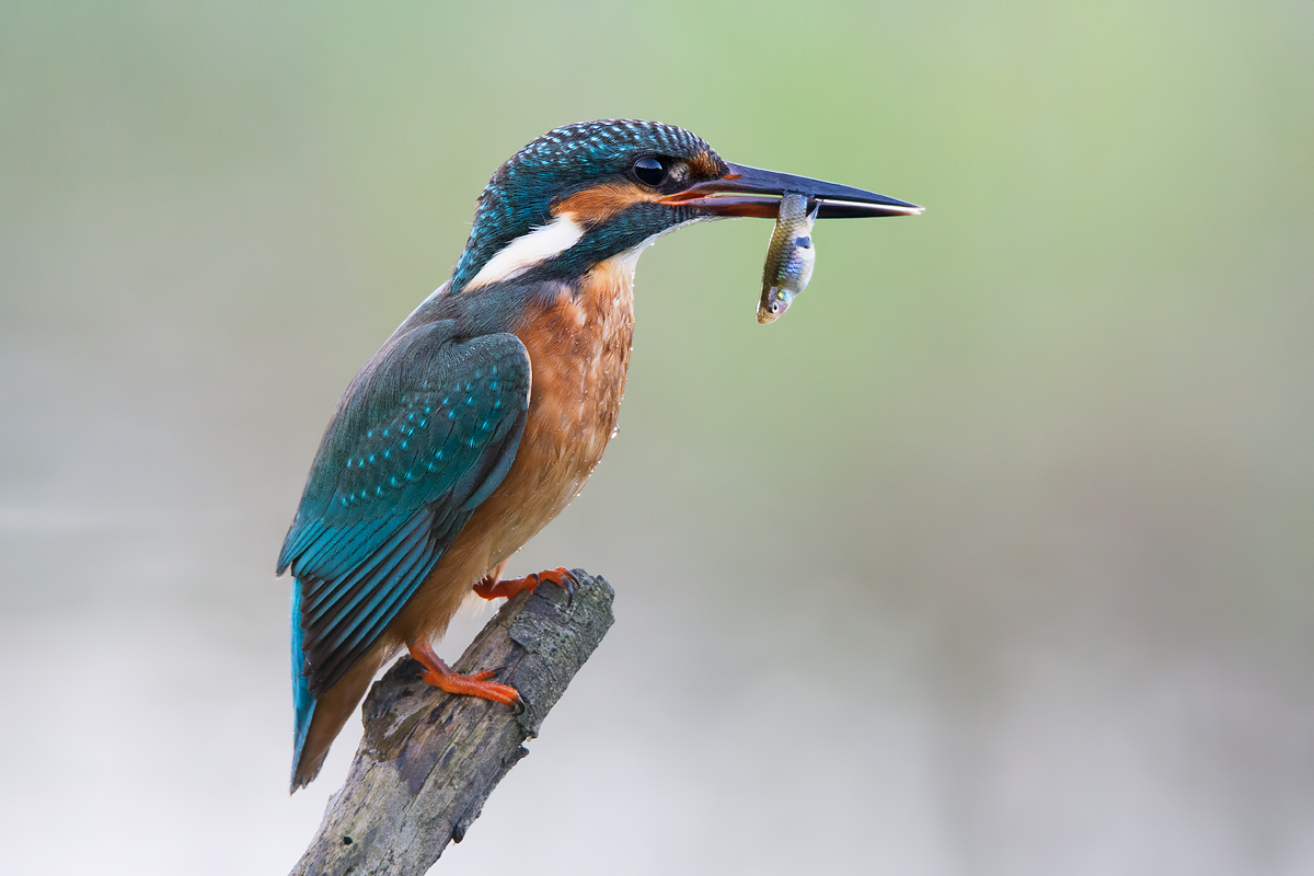 Kingfisher with prey