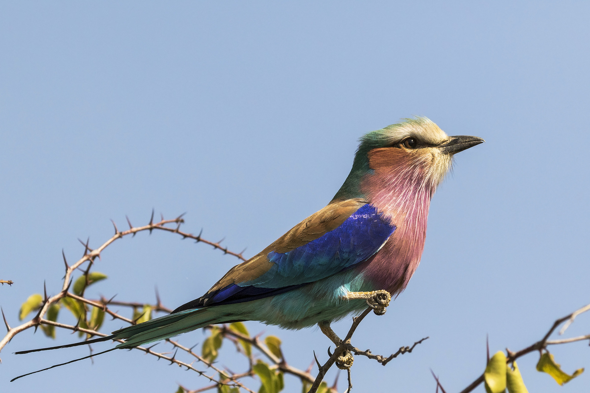Lilac-breasted Roller