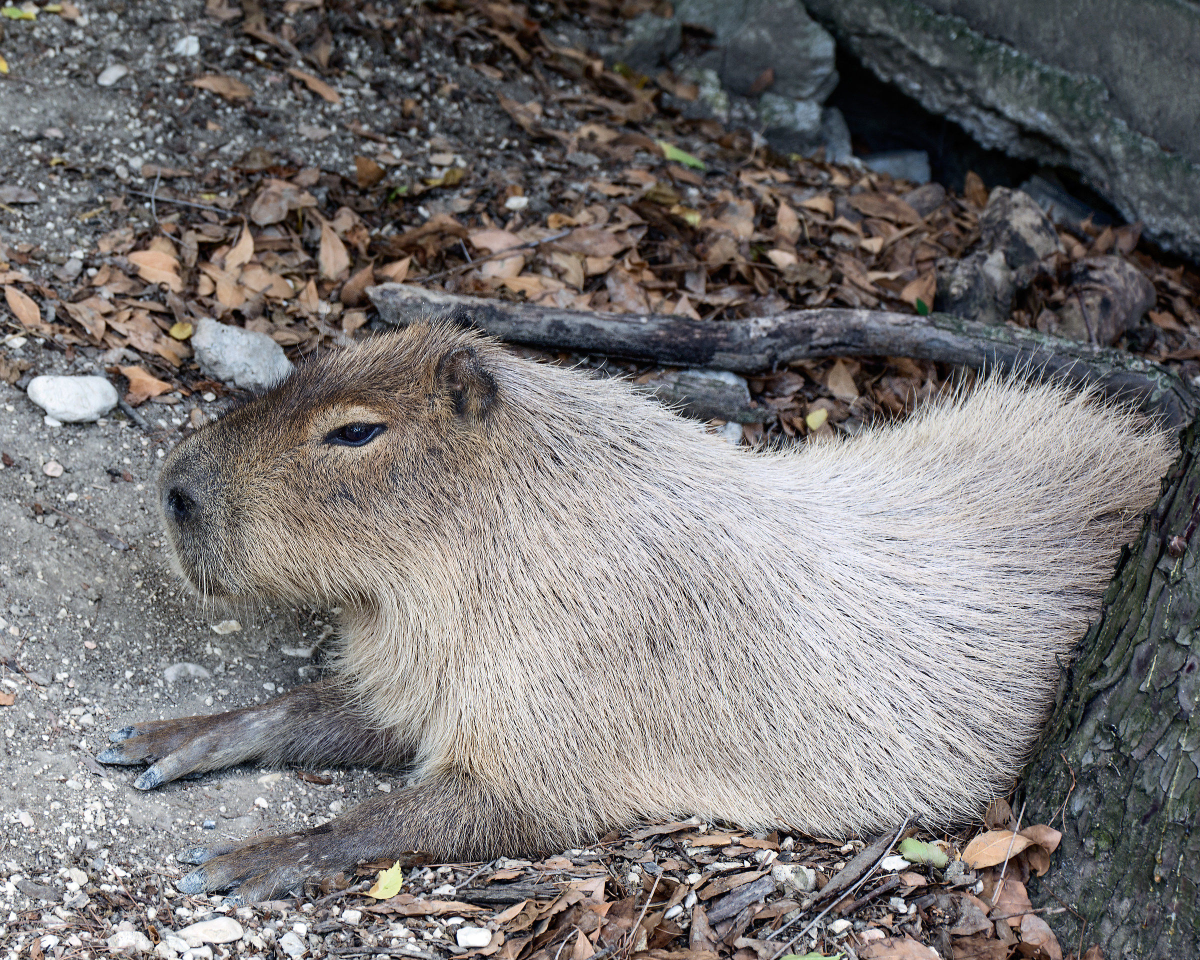 Capibara