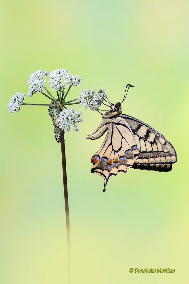 Prima e Dopo, Macaone