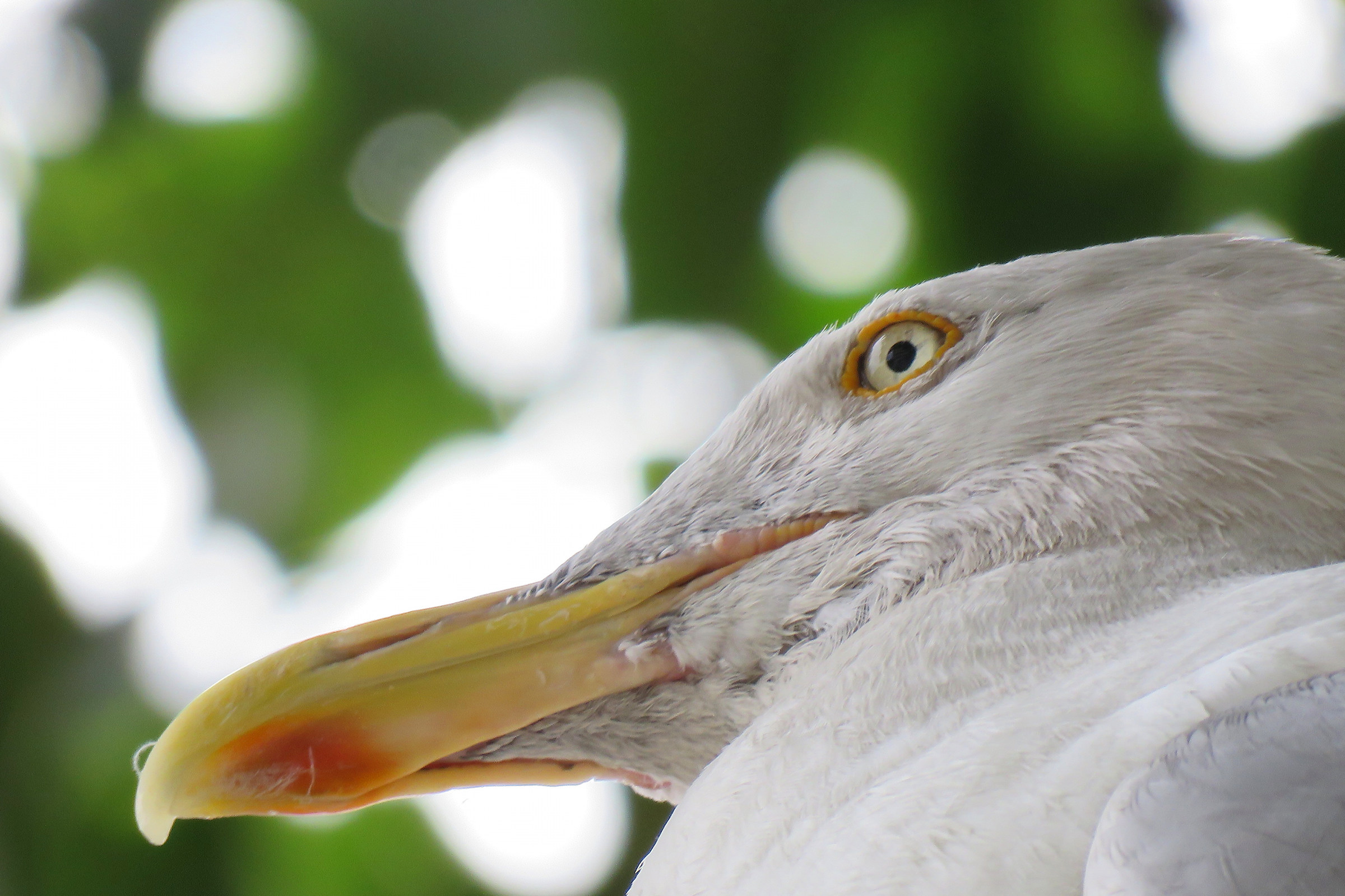Herring Gulls