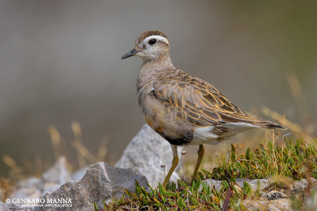 Dotterel (Charadrius morinellus)