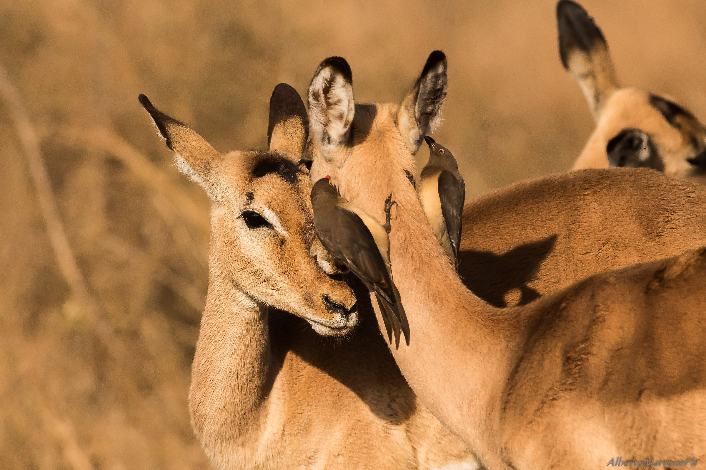 Estetista.............