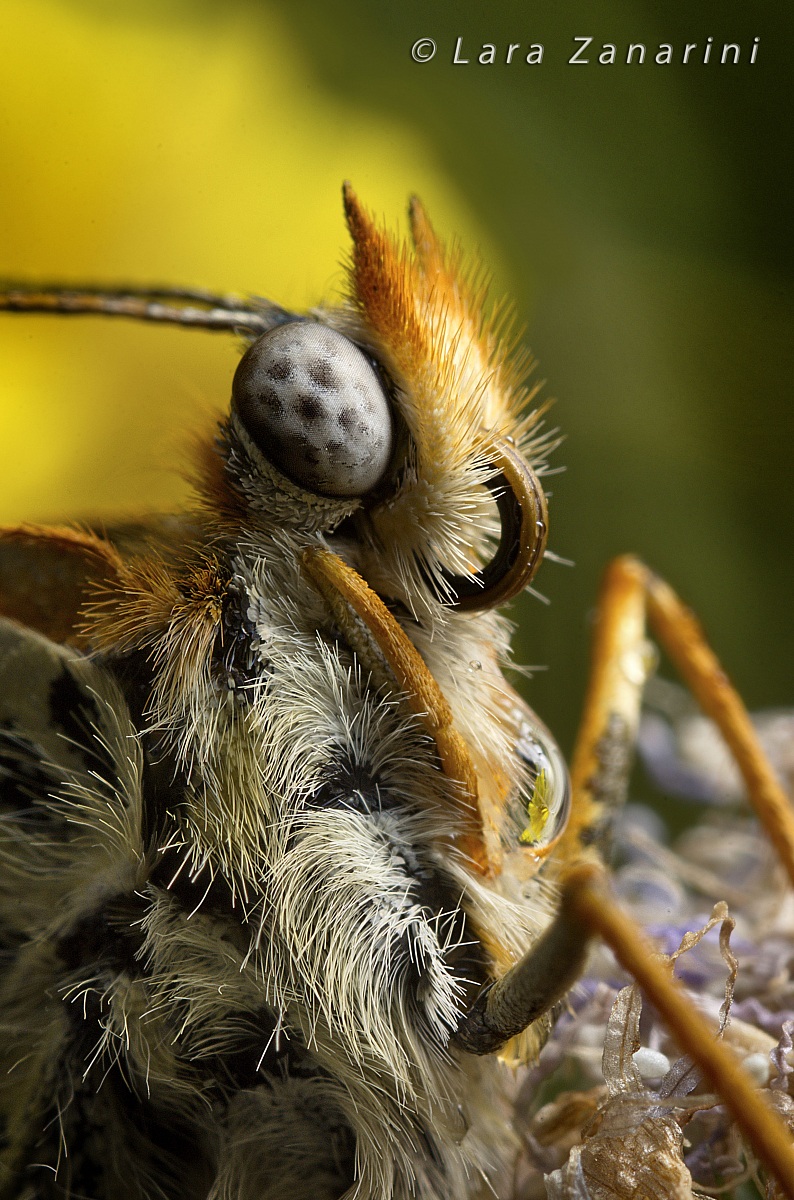 Eye of the Butterfly